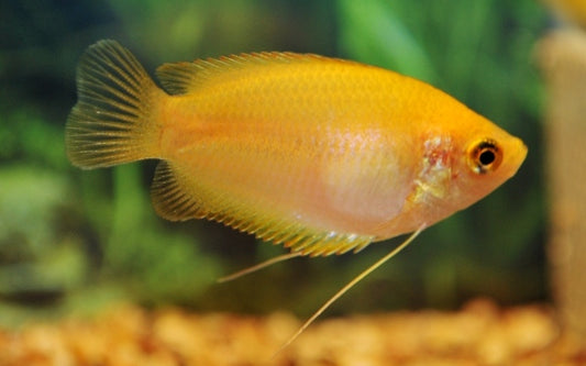 Honiggurami Gold – Trichogaster chuna Gold | Friedlicher Zierfisch mit glänzender, goldgelber Färbung und ruhigem Verhalten