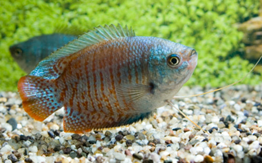 Zwergfadenfisch Neon – Trichogaster lalius | Zierffisch mit intensiver blauer Leuchtfärbung und friedlichem Charakter