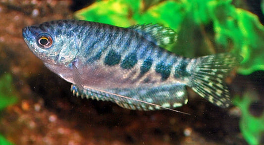 Marmorgurami – Trichopodus trichopterus Marble | Friedlicher, robust gefleckter Labyrinthfisch für Gesellschaftsaquarien