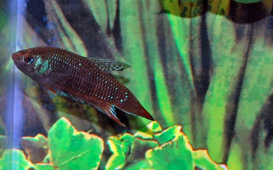 Betta imbellis – Friedlicher Wildfang | Natürlich gefärbter Kampffisch mit blaugrünem Schimmer und harmonischem Verhalten