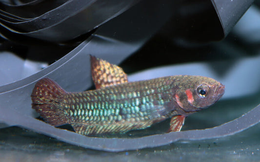Betta hendra – Maulbrütende Nachzucht | Seltene Wildbettart mit türkisblauer Färbung und friedlichem Verhalten