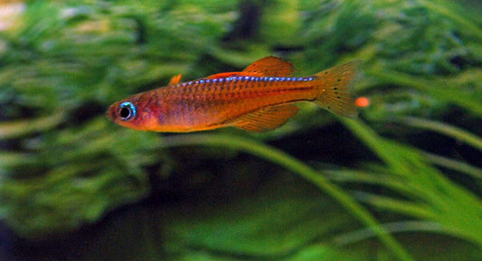 Roter Neon-Blauauge – Pseudomugil luminatus | Winziger Schwarmfisch mit roten Flossen & leuchtend blauen Augen