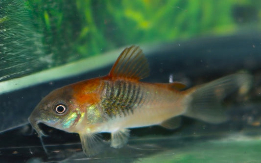 Panzerwels Orange Venezuela – Corydoras venezuelanus | Leuchtender Bodenfisch mit intensiv oranger Färbung & friedlichem Verhalten