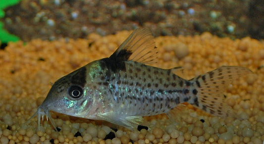Punktierter Panzerwels – Corydoras punctatus | Attraktiver Wildfang mit feiner Punktzeichnung & friedlichem Wesen