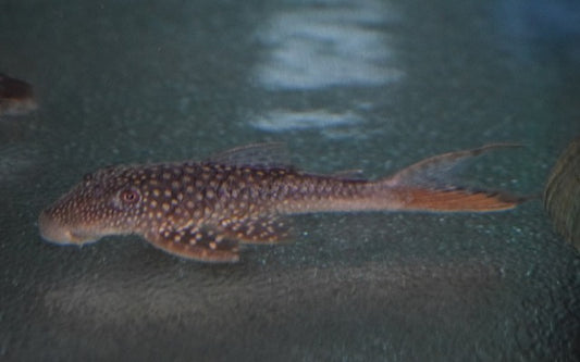 L178 Red Fin Pleco – Lasiancistrus sp. | Seltener Wildfang mit roten Flossen & friedlichem Wesen