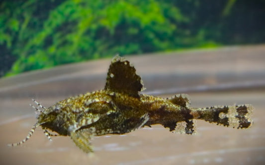Deltaflügel-Zwergewels – Erethistes jerdoni | Winziger, friedlicher Miniwels mit außergewöhnlicher Form