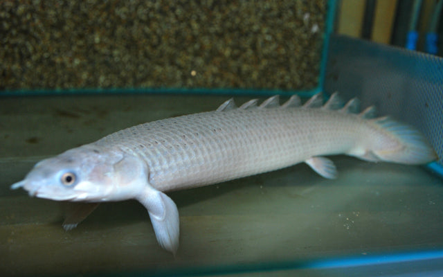 Senegal-Flösselhecht (Polypterus senegalus)