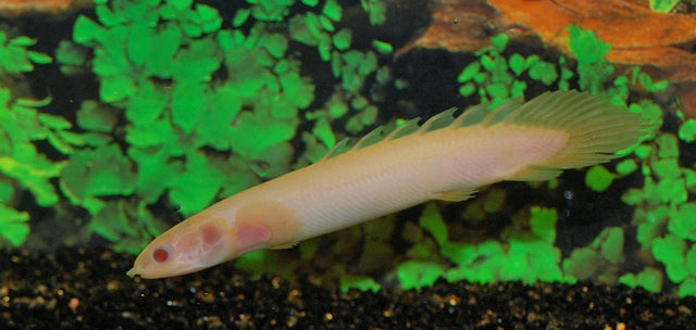 Albino Senegal-Flösselhecht (Polypterus senegalus)