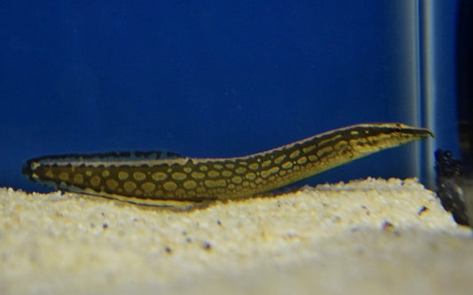 Riesenstachelaal (Mastacembelus armatus)