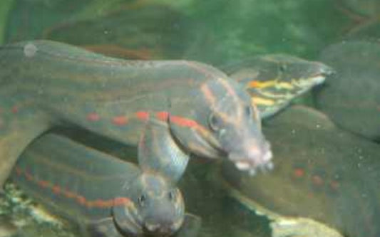 Feuerstachelaal (Mastacembelus erythrotaeniata) 30 - 40cm