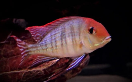 Pyrocephalus Erdfresser – Geophagus pyrocephalus | Farbenprächtiger, friedlicher Südamerika-Cichlide
