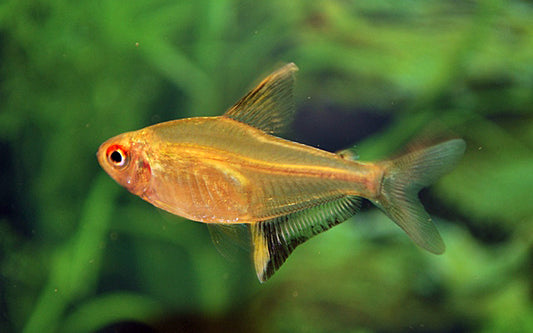 Zitronensalmler – Hyphessobrycon pulchripinnis | Lebhafter Zierfisch 2-2,5cm