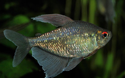 Brilliantsalmler – Moenkhausia pittieri M 3,5–4 cm | Glänzender Schwarmfisch