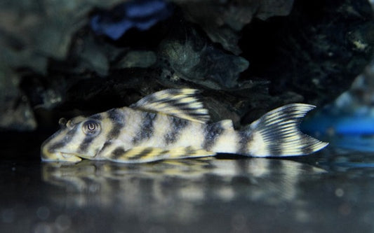 L288 Una Tiger Pleco – Peckoltia sp. | Seltener Wildfang mit Tigerzeichnung