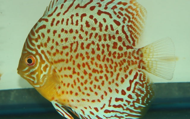 Diskus Leopard – Symphysodon aequifasciatus ‘Leopard’ | Seltene, farbintensive Zuchtform