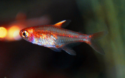 Funkensalmler (Hyphessobrycon amandae) M 1,5–2 cm – Leuchtend orange