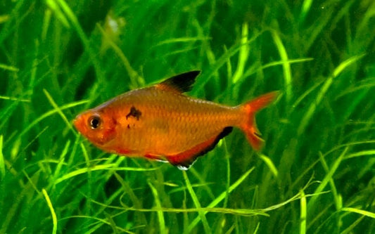 Blutsalmler Super Rot (Hyphessobrycon eques) M 3–3,5 cm