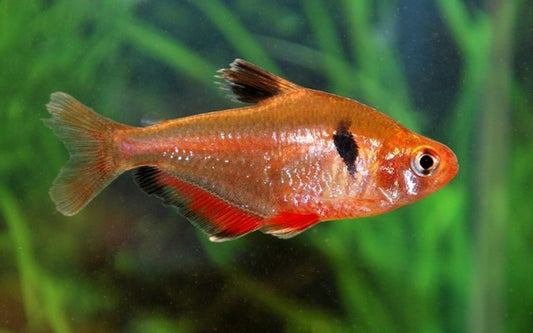 Blutsalmler – Hyphessobrycon eques | Lebhafter Schwarmfisch 2,5-3cm