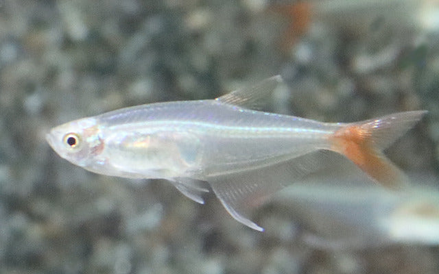 Rotflossen-Glassalmler – Prionobrama filigera M 3–4 cm | Eleganter Schwarmfisch