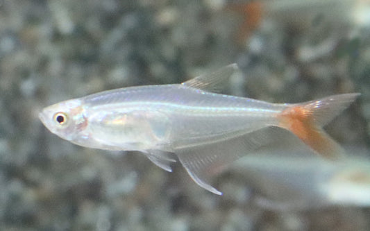 Rotflossen-Glassalmler – Prionobrama filigera M 3–4 cm | Eleganter Schwarmfisch