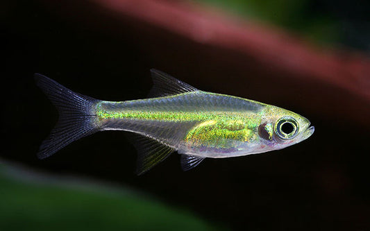Grüner Zwergbärbling – Microdevario kubotai L 2–2,5 cm | Leuchtend grüner Nano-Fisch