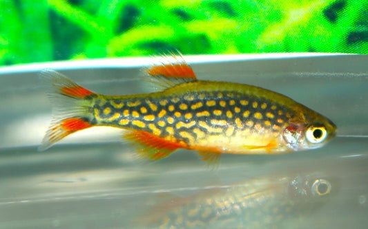 Galaxy Rasbora – Danio margaritatus L 1,7–2 cm | Farbenprächtiger Nano-Fisch