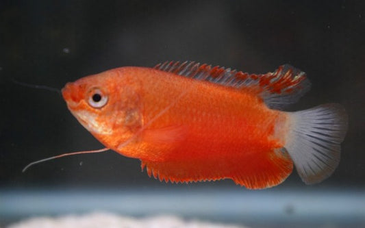 Dicklippiger Gurami Rot – Trichogaster labiosus Red | Friedlicher, farbintensiver Labyrinthfisch für Gesellschaftsbecken