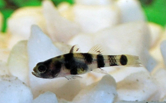 Goldringelgrundel – Brachygobius xanthomelas | Winziger Wildfang mit kontrastreicher Gelb-Schwarz-Zeichnung