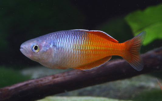 Harlekin-Regenbogenfisch Orange – Melanotaenia boesemani | Jungfische mit leuchtend orangefarbenem Schimmer & aktivem Schwimmverhalten