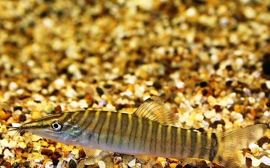 Tigerschmerle – Syncrossus hymenophysa | Aktiver Wildfang mit markanter Tigerzeichnung & ausgeprägtem Sozialverhalten