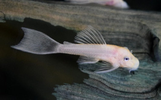 Ancistrus L144 Snow White – Ancistrus sp. | Seltene, weiße Zuchtform & friedlicher Algenfresser