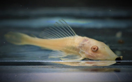Plecostomus Saugmaulwels Albino – Pterygoplichthys pardalis | Goldener Algenfresser & friedlicher Großwels