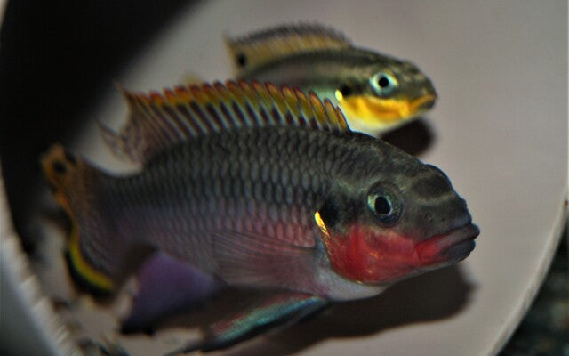 Smaragdprachtbarsch Nigeria Rot – Pelvicachromis taeniatus ‘Nigeria Red’ | Farbenprächtiger, friedlicher Zwergbuntbarsch