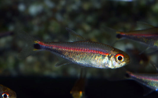 Salmler rubrostriatus Wildfang – Hemigrammus rubrostriatus L 3,5–4 cm | Seltener Schwarmfisch