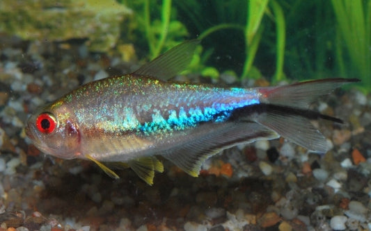 Regenbogensalmler Wildfang – Nematobrycon lacortei M 2,5–3 cm | Farbenprächtiger Schwarmfisch