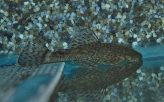 Ancistrus triradiatus – Wildfang | Friedlicher Algenfresser & robuster Harnischwels aus Südamerika