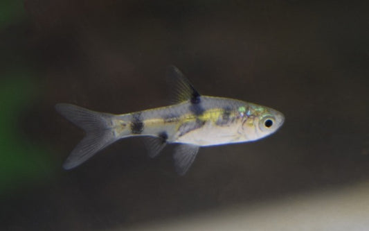 Goldbarbe Wildfang – Pethia gelius M 2,5–3 cm | Friedlicher Zwergbärbling aus Indien