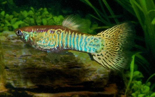 Guppy Snakeskin Gelb Männchen – Poecilia reticulata Snakeskin Yellow M 2,5–3 cm | Elegante Zuchtform mit Schlangenhautmuster