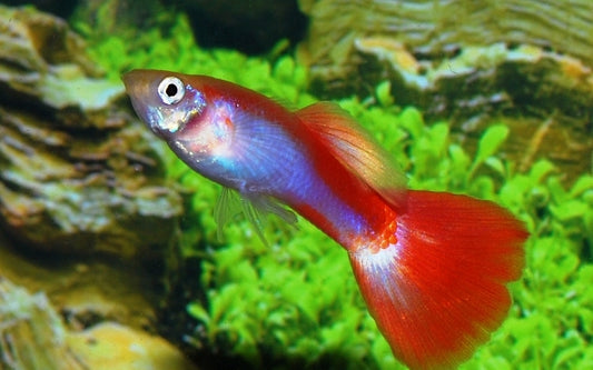 Guppy Neon Flamingo Rot – Poecilia reticulata M 2,5–3 cm | Leuchtend rote Premium-Zuchtform