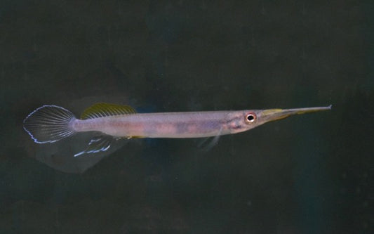 Halbschnäbler Pogonognathus – Hemirhamphodon pogonognathus | Seltener Wildfang aus Borneo