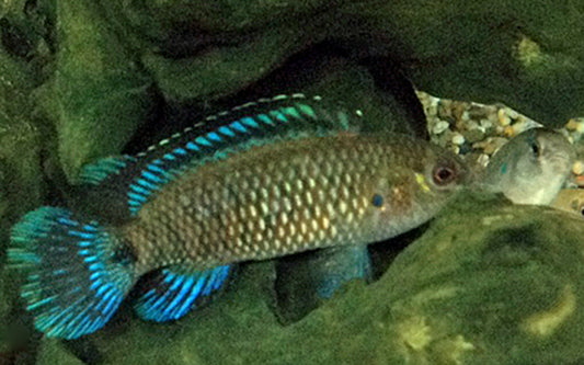 Blaubarsch – Badis badis | Farbenprächtiger Wildfang mit intensivem Blauglanz und interessantem Verhalten