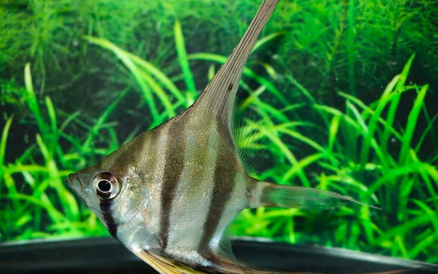 Skalar Altum Orinoco – Pterophyllum altum | Majestätischer Amazonas-Wildfang