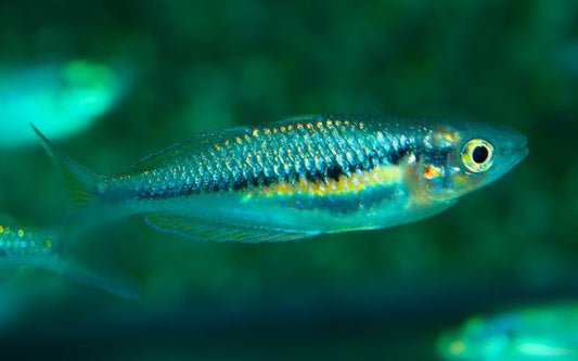 Regenbogenfisch Sikuensis – Melanotaenia sikuensis | Seltener Schwarmfisch mit gold-blauer Färbung & lebhaftem Verhalten