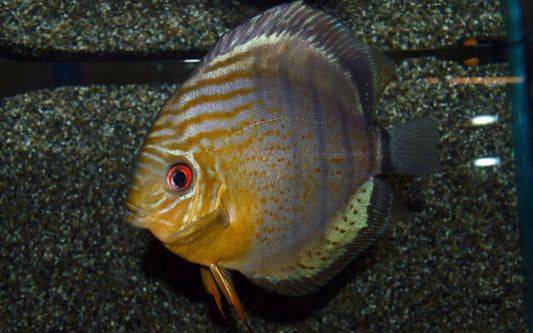 Diskus Tarzoo – Symphysodon aequifasciatus tarzoo | Seltener, prachtvoller Amazonas-Wildfang