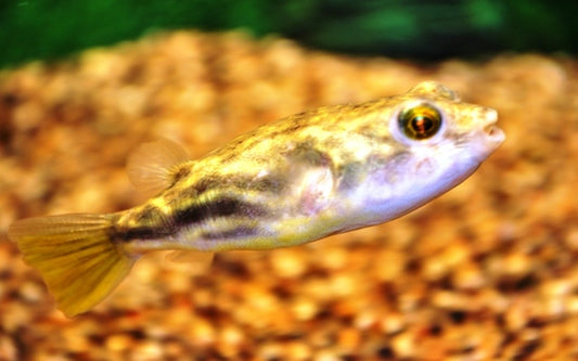 Nilkugelfisch (Tetraodon fahaka / Tetraodon lineatus) (Baby)