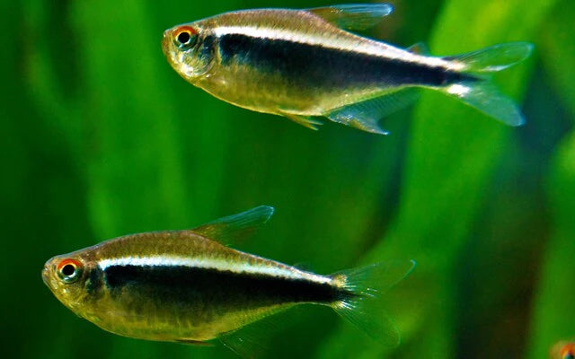 Schwarzer Neon (Hyphessobrycon herbertaxelrodi) – Sparset 10 Stück