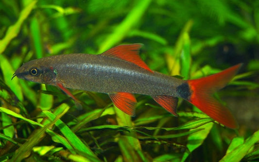 Zügelfransenlipper – Epalzeorhynchos frenatum M 3–5 cm | Aktiver Algenfresser mit leuchtenden Flossen