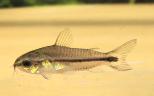 Zwergpanzerwels – Corydoras pygmaeus | Winziger Wildfang mit lebhaftem Schwarmverhalten & friedlichem Wesen
