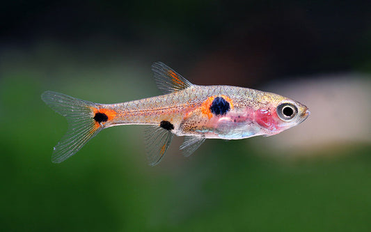 Zwergbärbling Wildfang – Boraras maculatus M 1,5–2 cm | Winzige Rarität mit intensiver Rotfärbung
