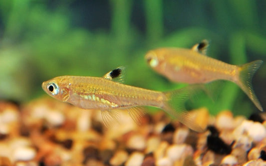 Augenfleckbärbling – Brevibora dorsiocellata M 1–1,5 cm | Friedlicher Mini-Fisch mit Rückenfleck